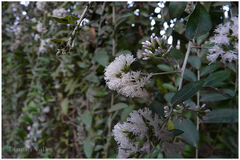 Vernonia elaeagnifolia
